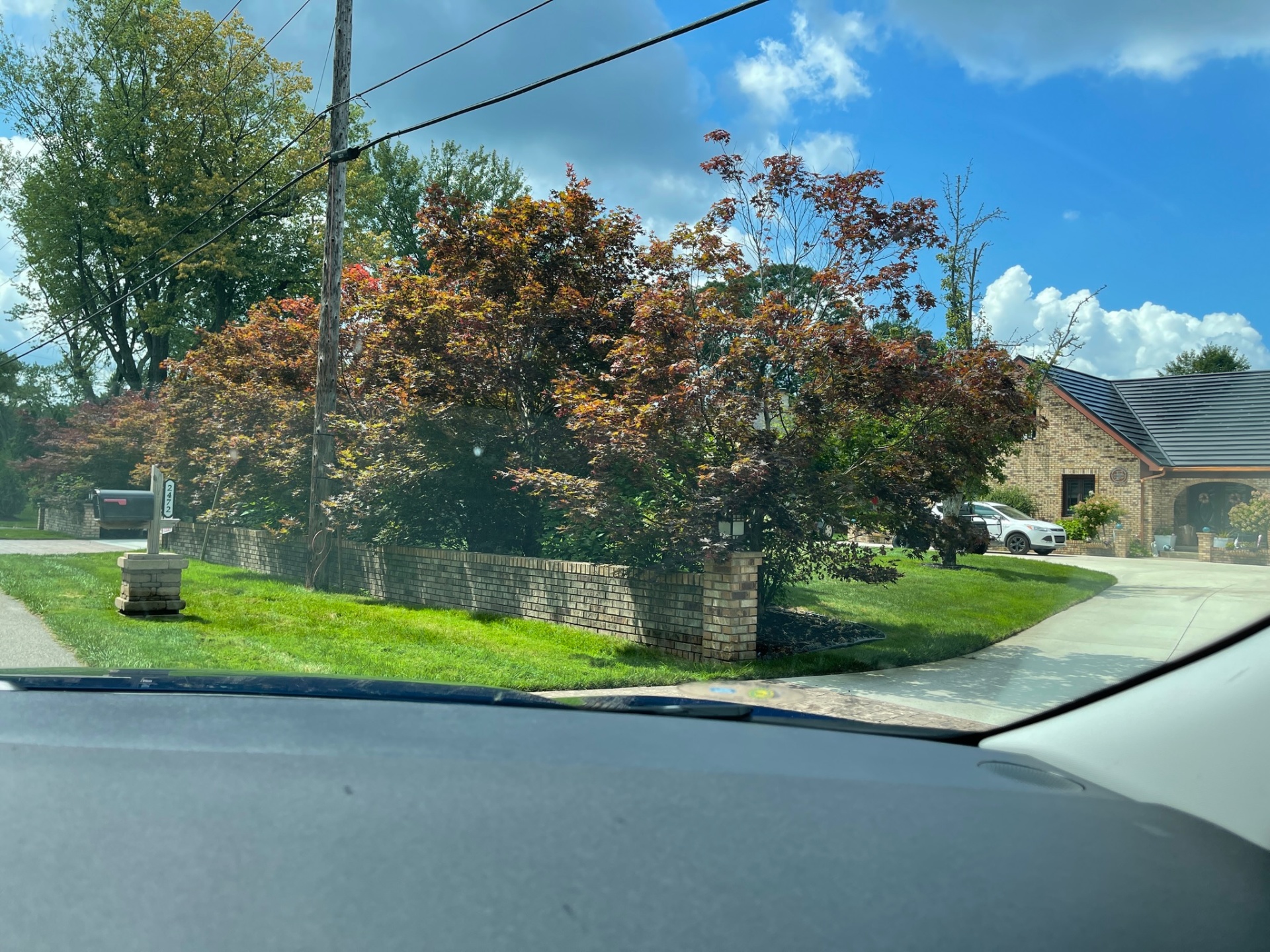 Well-maintained Japanese maple trees along a residential brick wall