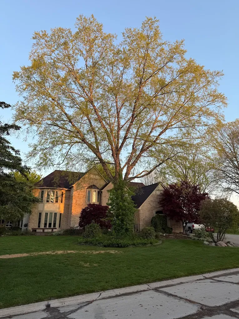 Large tree in front of a home — the kind of property TNT Tree Services protects every day
